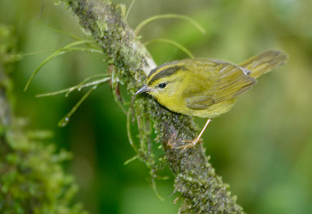 Choco Warbler (Basileuterus chlorophrys) photo image