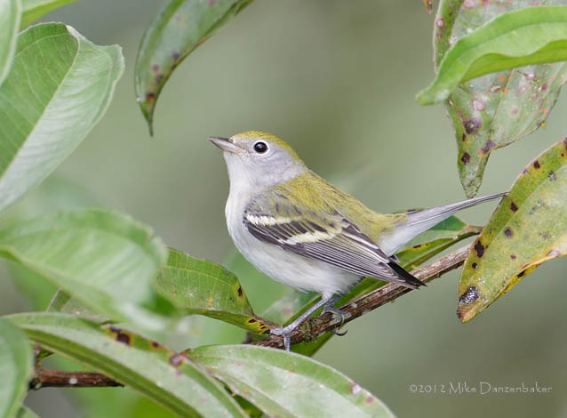 Chestnut-sided Warbler (Dendroica pensylvanica) photo image