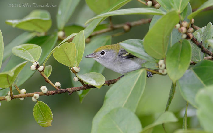 Chestnut-sided Warbler (Dendroica pensylvanica) photo image