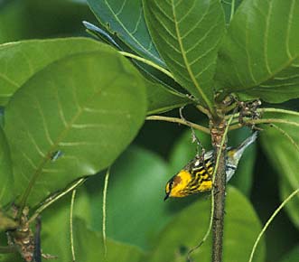 Cape May Warbler (Dendroica tigrina) photo image