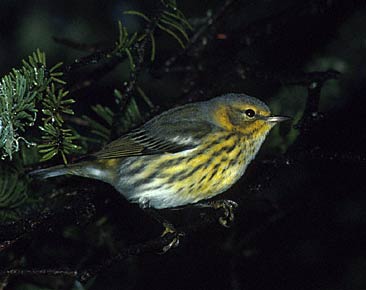 Cape May Warbler (Dendroica tigrina) photo image