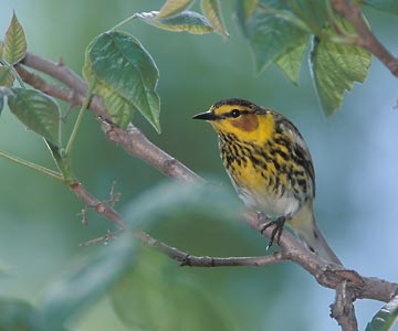 Cape May Warbler (Dendroica tigrina) photo image