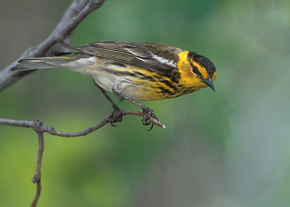 Cape May Warbler (Dendroica tigrina) photo image