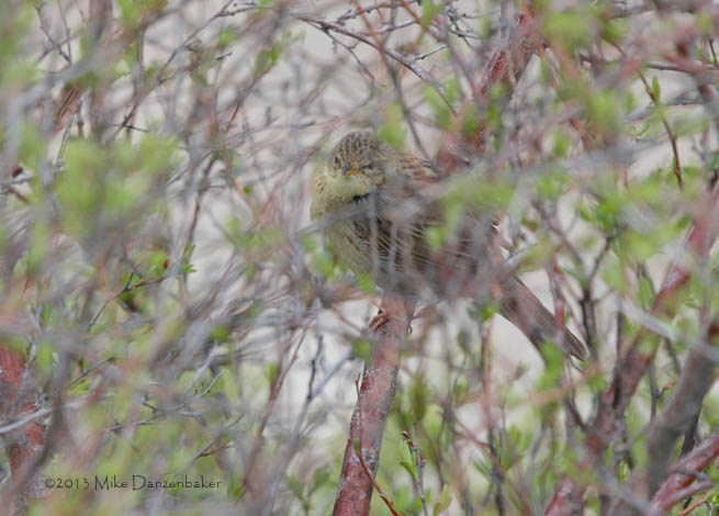 Common Grasshopper Warbler (Locustella naevia) photo