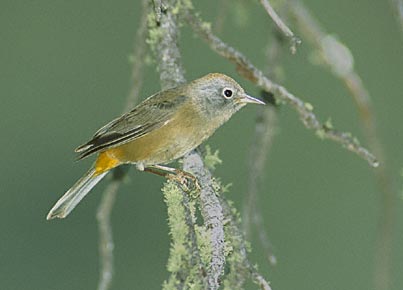 Colima Warbler (Oreothlypis crissalis) photo image