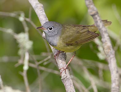 Connecticut Warbler (Oporornis agilis) photo image