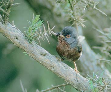 Dartford Warbler (Sylvia undata) photo image