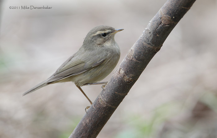 Dusky Warbler (Phylloscopus fuscatus) photo image