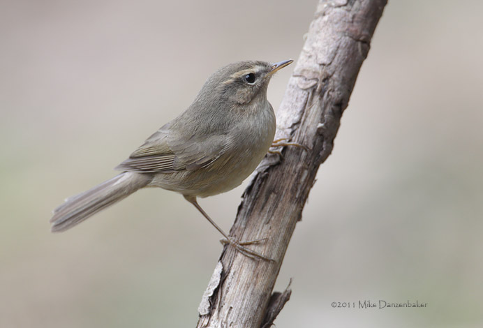 Dusky Warbler (Phylloscopus fuscatus) photo image