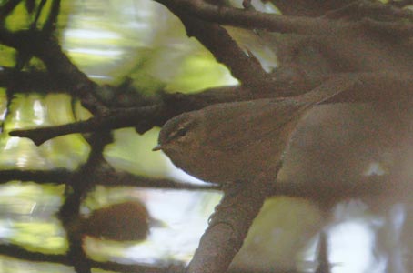 Dusky Warbler (Phylloscopus fuscatus) photo image