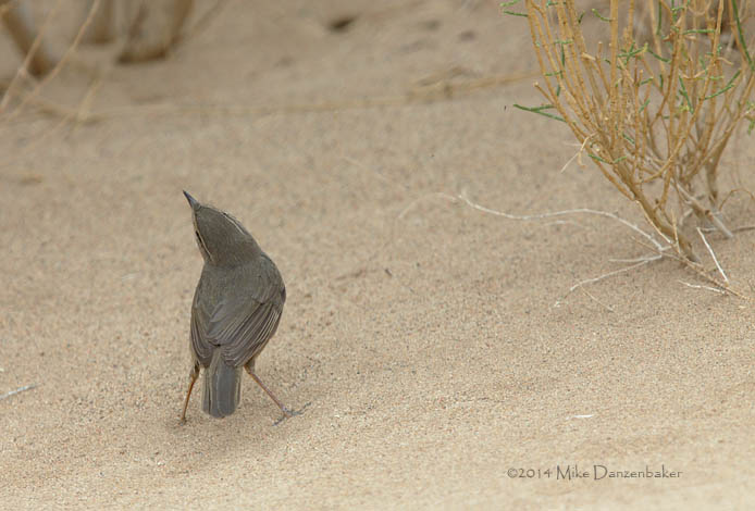 Dusky Warbler (Phylloscopus fuscatus) photo image