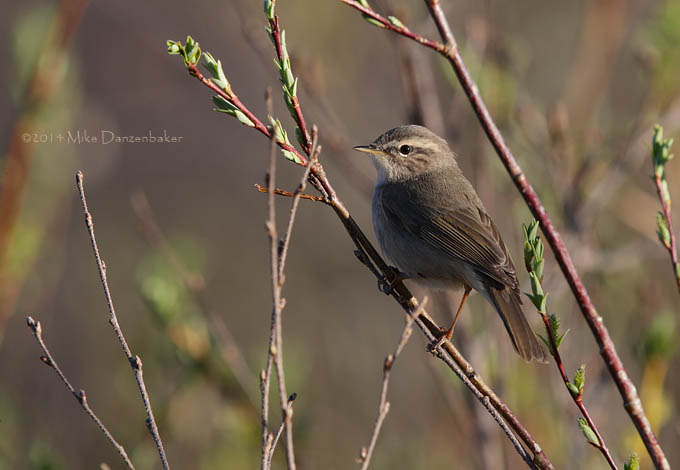 Dusky Warbler (Phylloscopus fuscatus) photo image