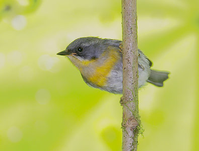 Flame-throated Warbler (Parula gutturalis) photo