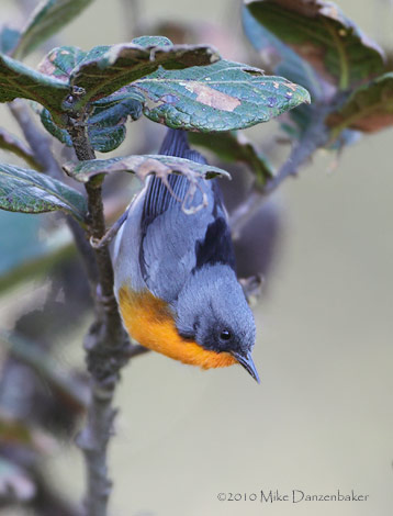 Flame-throated Warbler (Oreothlypis gutturalis) photo image