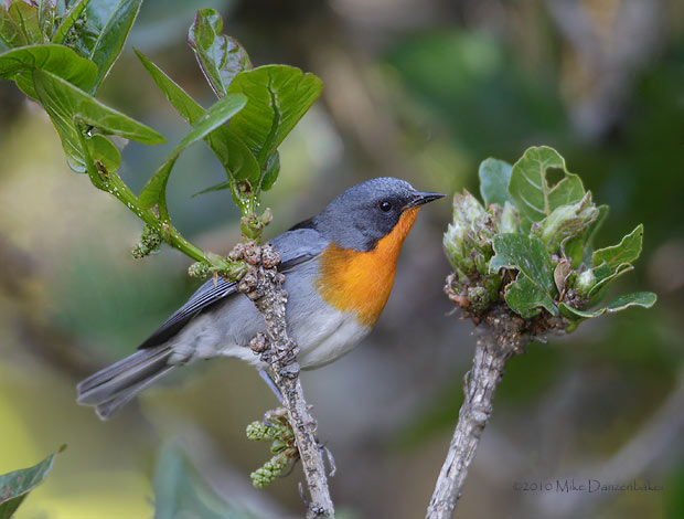 Flame-throated Warbler (Oreothlypis gutturalis) photo