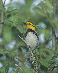 Golden-cheeked Warbler (Dendroica chrysoparia) photo image
