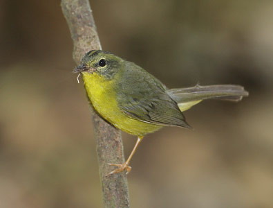 Golden-crowned Warbler (Basileuterus culicivorus) photo