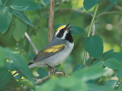 Golden-winged Warbler (Vermivora chrysoptera) photo image