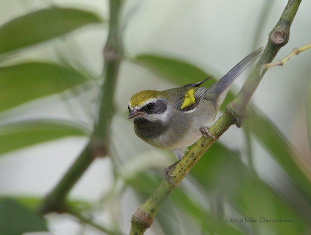 Golden-winged Warbler (Vermivora chrysoptera) photo image