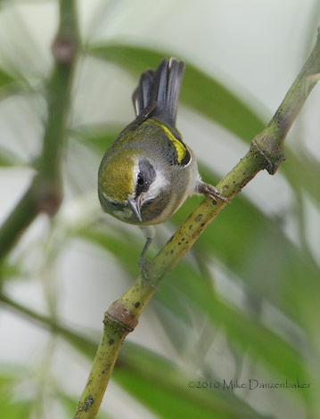 Golden-winged Warbler (Vermivora chrysoptera) photo image
