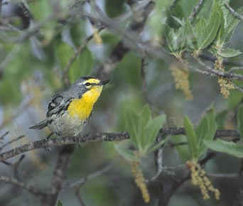 Grace's Warbler (Dendroica graciae) photo image