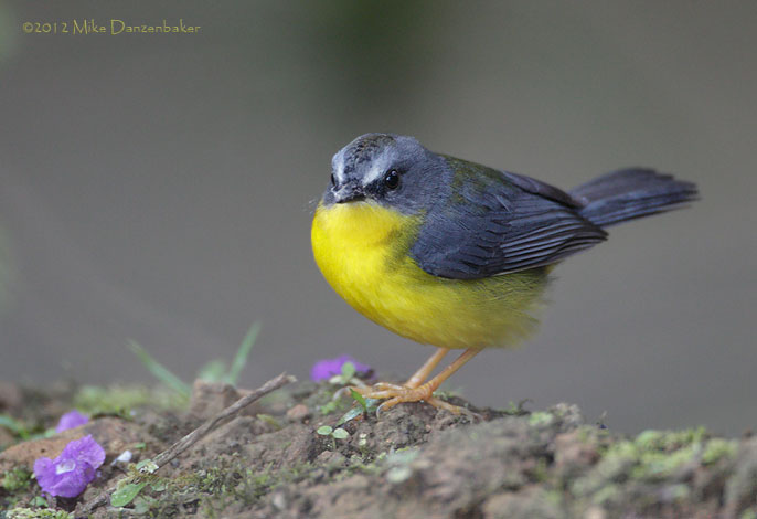 Gray-and-gold Warbler (Basileuterus fraseri) photo image