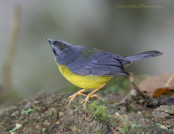 Gray-and-gold Warbler (Basileuterus fraseri) photo image