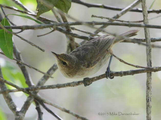 Henderson Reed Warbler (Acrocephalus taiti) photo image