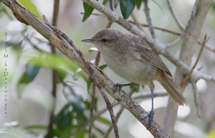 Henderson Reed Warbler (Acrocephalus taiti) photo image