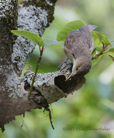 Henderson Reed Warbler (Acrocephalus taiti) photo image