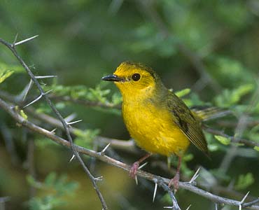 Hooded Warbler (Wilsonia citrina) photo image