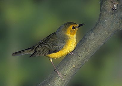 Hooded Warbler (Wilsonia citrina) photo image
