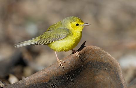 Hooded Warbler (Wilsonia citrina) photo image