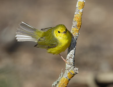 Hooded Warbler (Wilsonia citrina) photo image