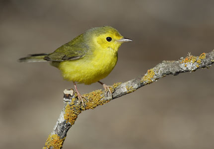 Hooded Warbler (Wilsonia citrina) photo image