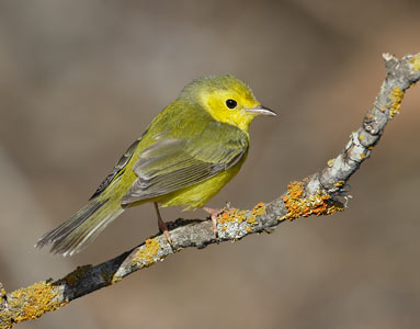 Hooded Warbler (Wilsonia citrina) photo image