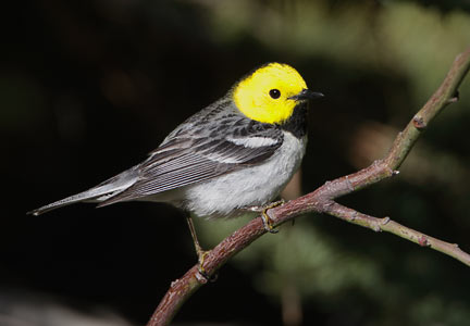 Hermit Warbler (Dendroica occidentalis) photo image