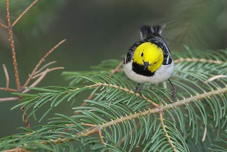 Hermit Warbler (Dendroica occidentalis) photo image