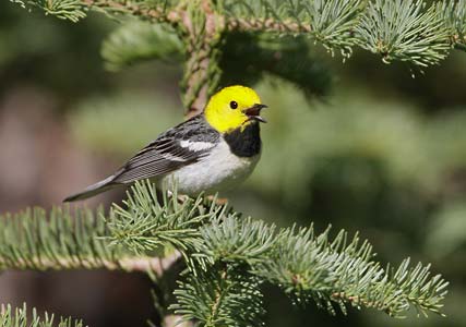 Hermit Warbler (Dendroica occidentalis) photo image