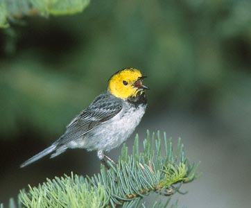 Hermit Warbler (Dendroica occidentalis) photo image