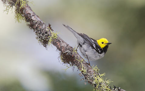 Hermit Warbler (Dendroica occidentalis) photo image