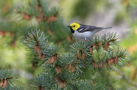 Hermit Warbler (Dendroica occidentalis) photo image