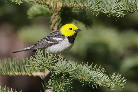 Hermit Warbler (Dendroica occidentalis) photo image