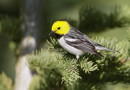 Hermit Warbler (Dendroica occidentalis) photo image