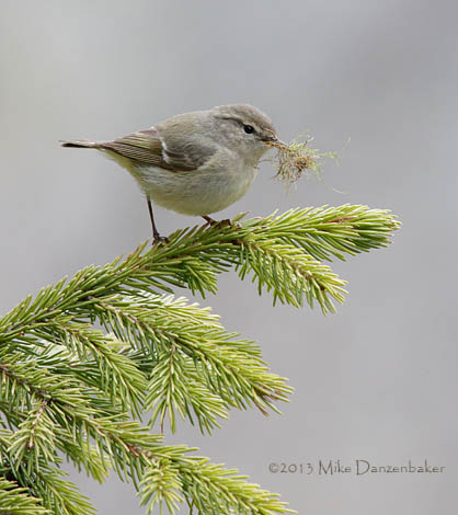 Hume's Leaf Warbler (Phylloscopus humei) photo