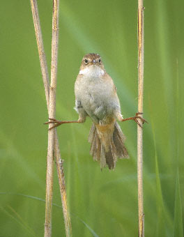 Japanese Marsh Warbler (Locustella pryeri) photo