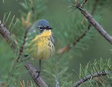 Kirtland's Warbler (Dendroica kirtlandii) photo