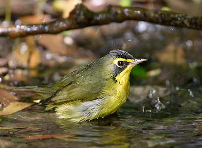 Kentucky Warbler (Oporornis formosus) photo image