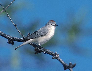 Lucy's Warbler (Oreothlypis luciae) photo image