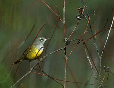 MacGillivray's Warbler (Oporornis tolmiei) photo image